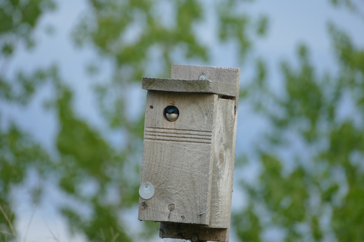 Tree Swallow - ML619629752