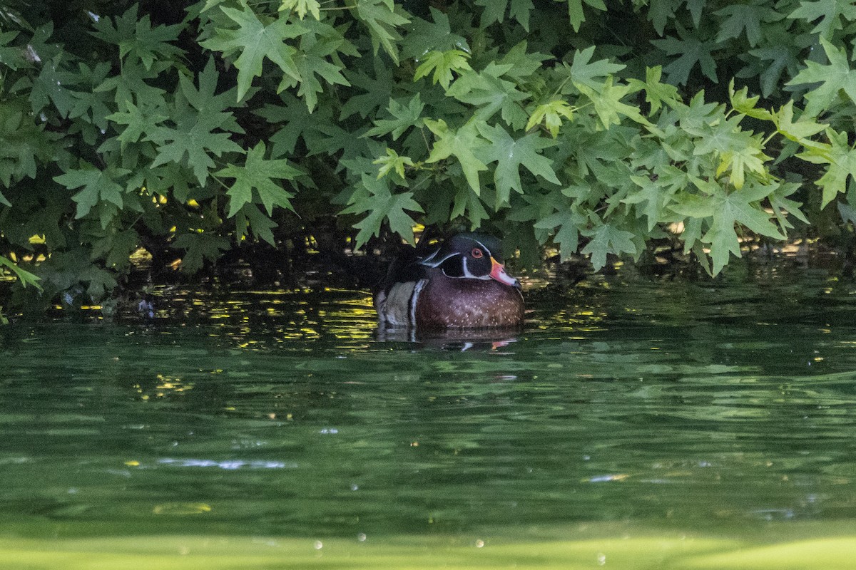 Wood Duck - ML619629773