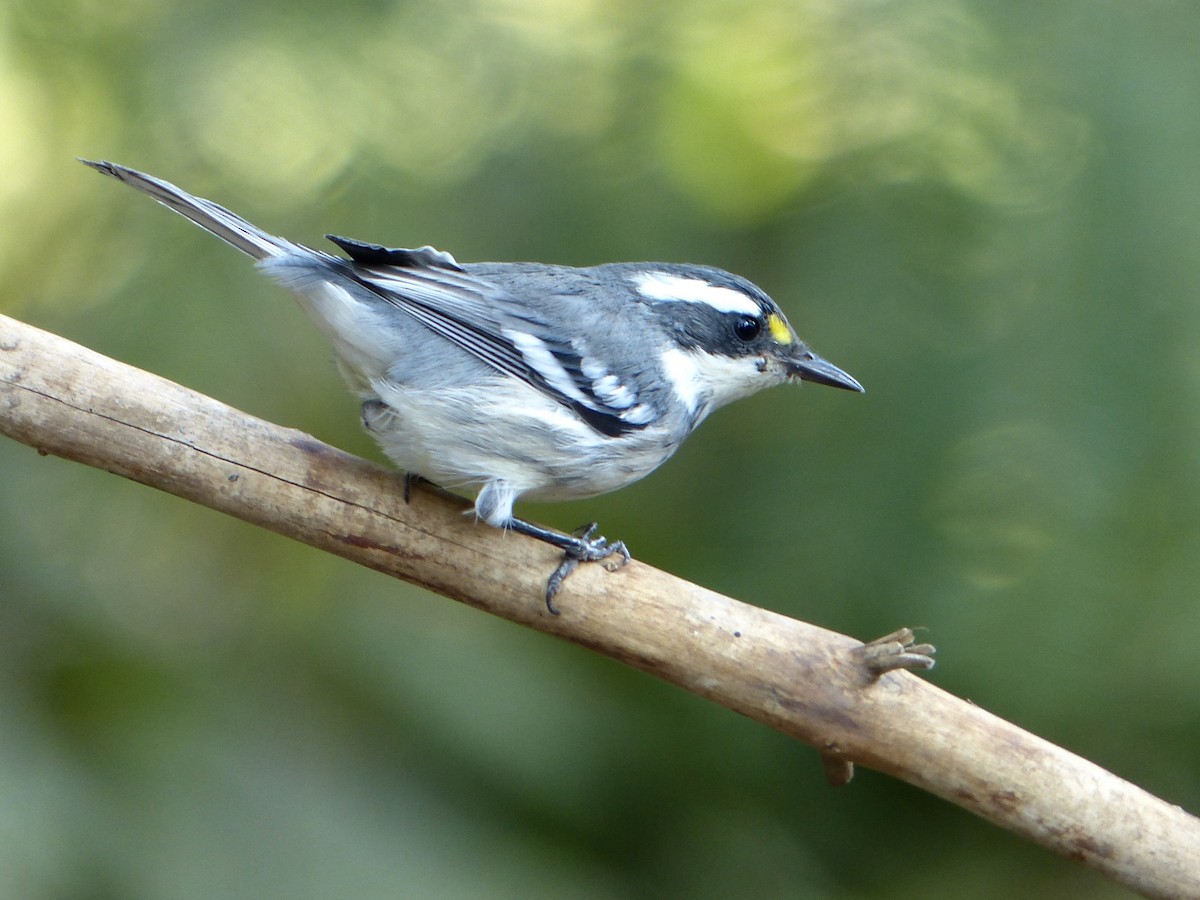 Black-throated Gray Warbler - mark lundgren
