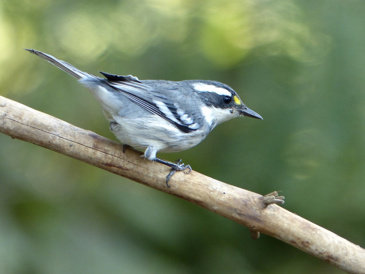 Black-throated Gray Warbler - ML619629774