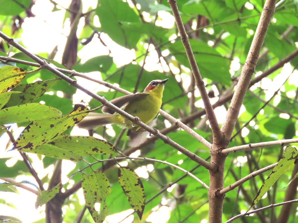 Chestnut-capped Warbler - Alfonso Auerbach