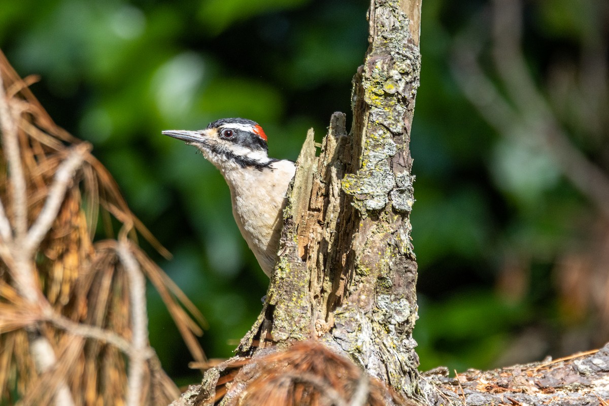 Hairy Woodpecker - Anna Klafter