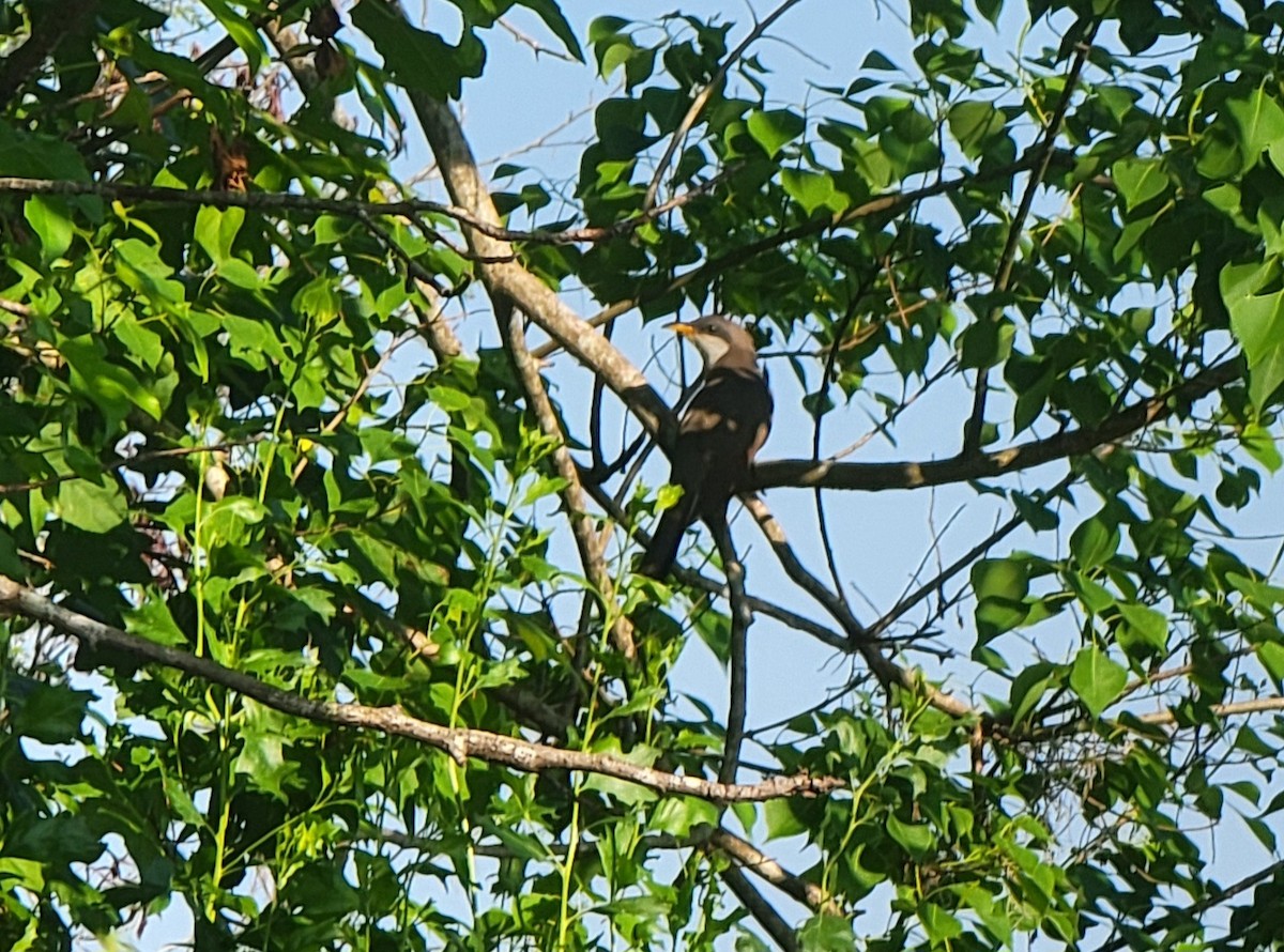 Yellow-billed Cuckoo - Joe Kollar