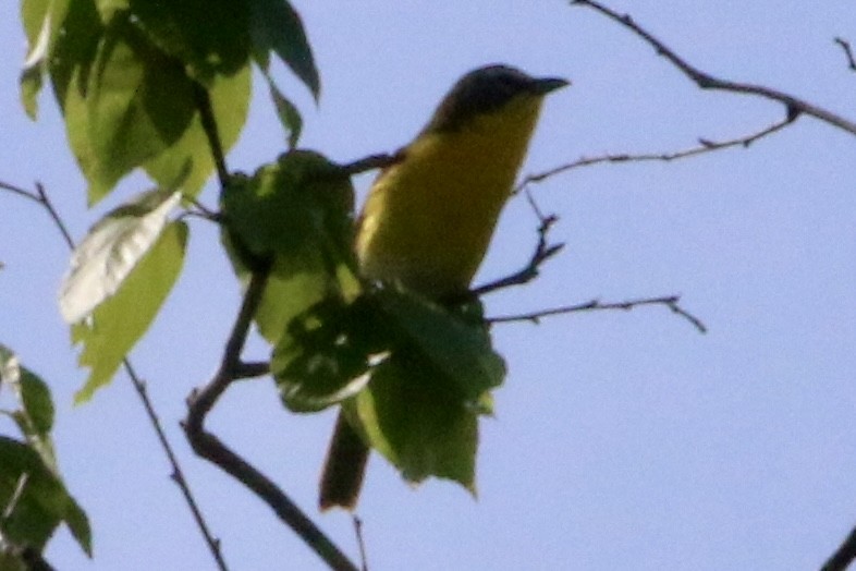 Yellow-breasted Chat - ML619629790