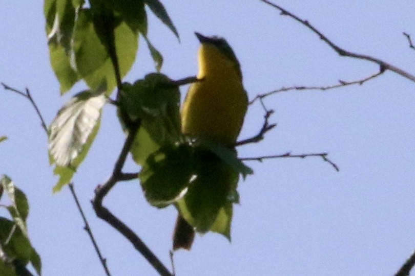Yellow-breasted Chat - ML619629791