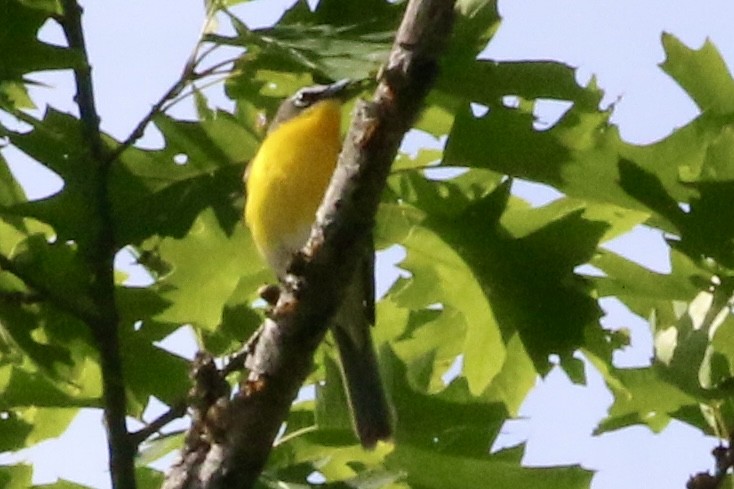 Yellow-breasted Chat - ML619629792