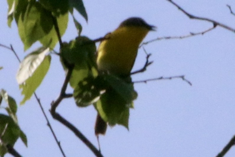 Yellow-breasted Chat - ML619629793