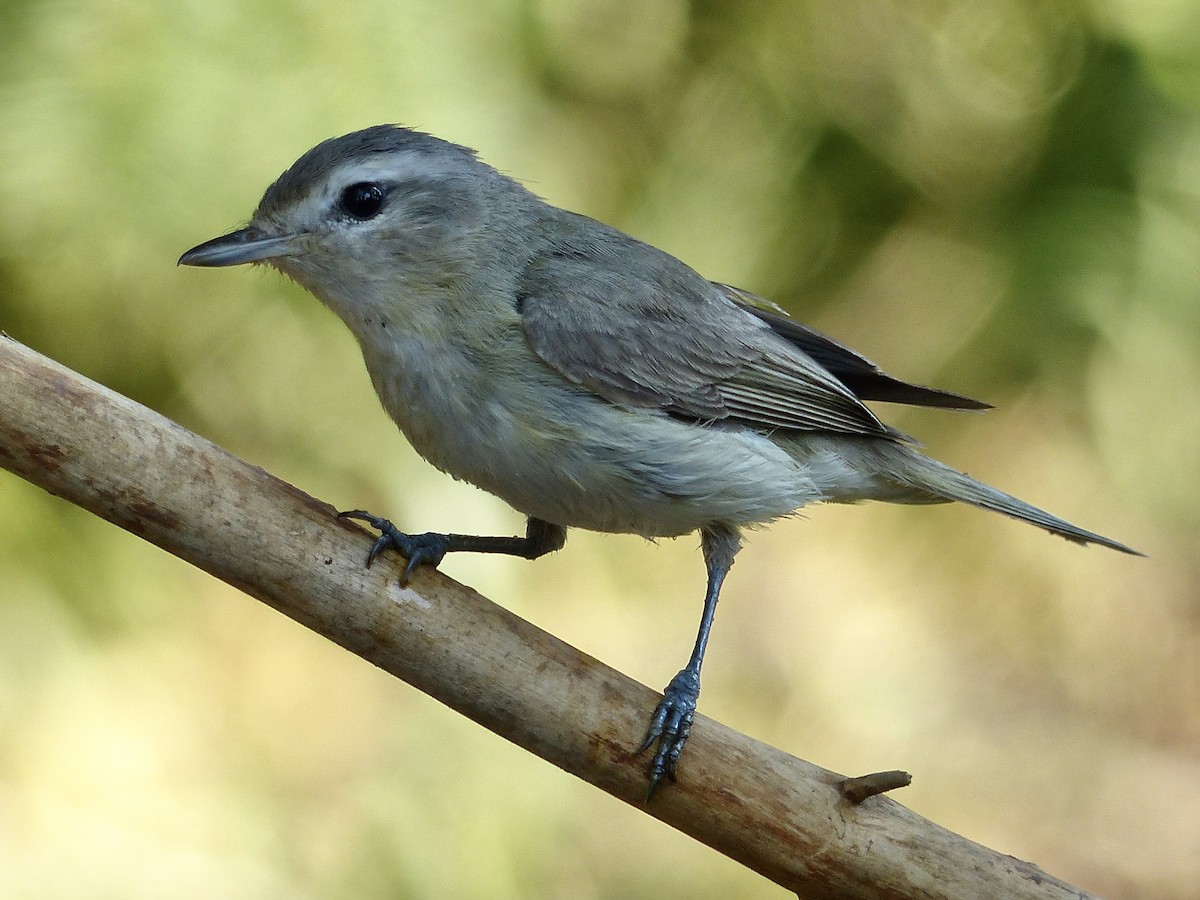 Warbling Vireo - mark lundgren