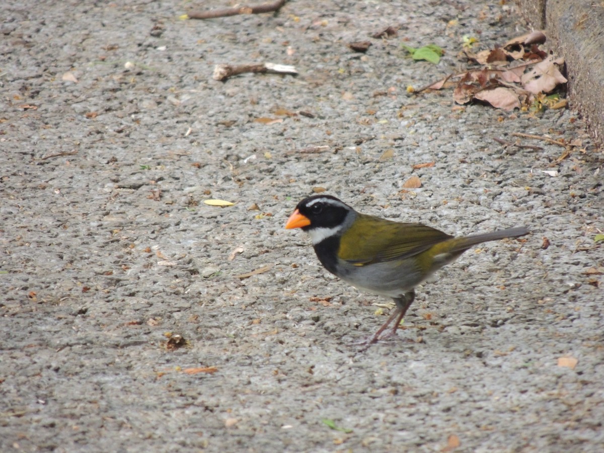 Orange-billed Sparrow - Roger Lambert