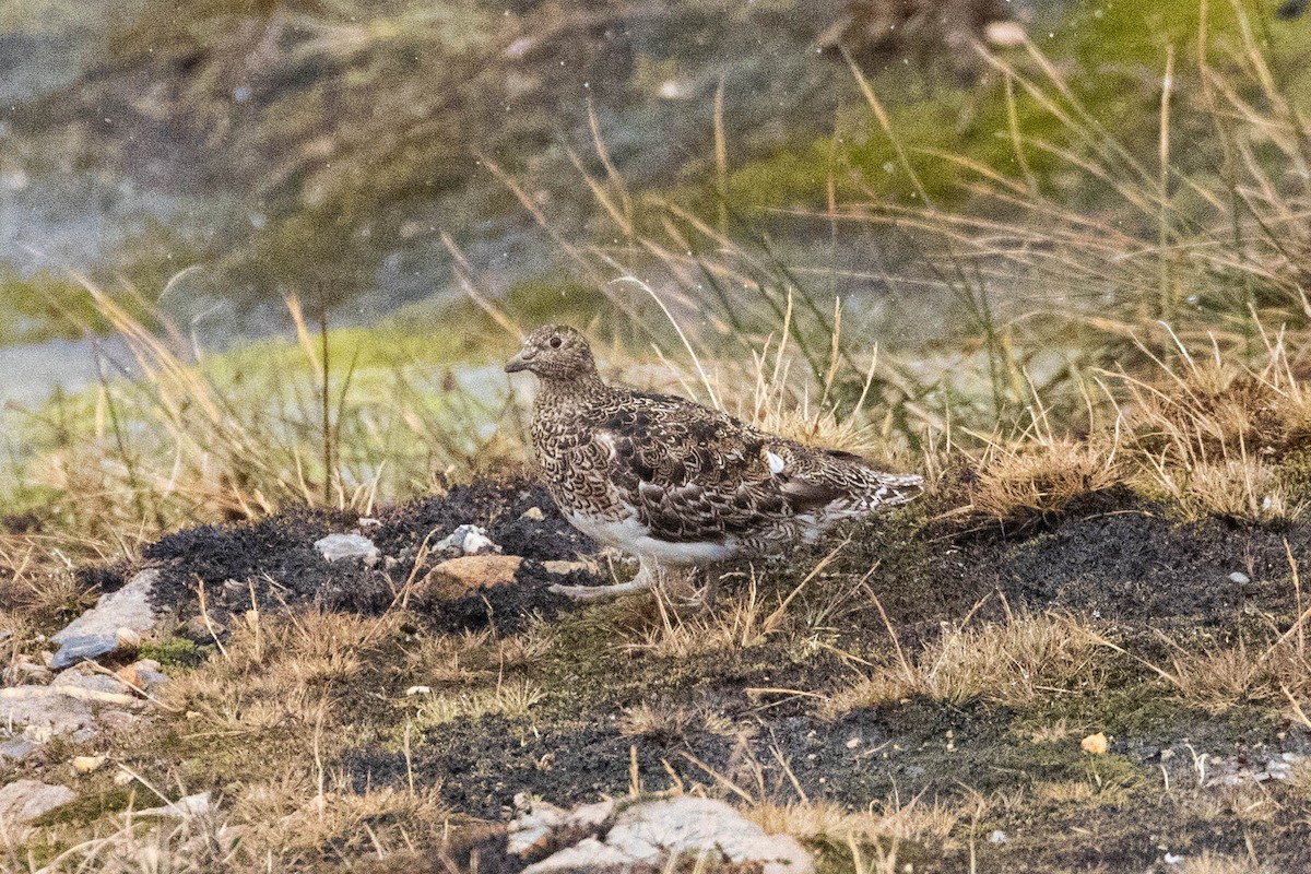 White-bellied Seedsnipe - ML619629805