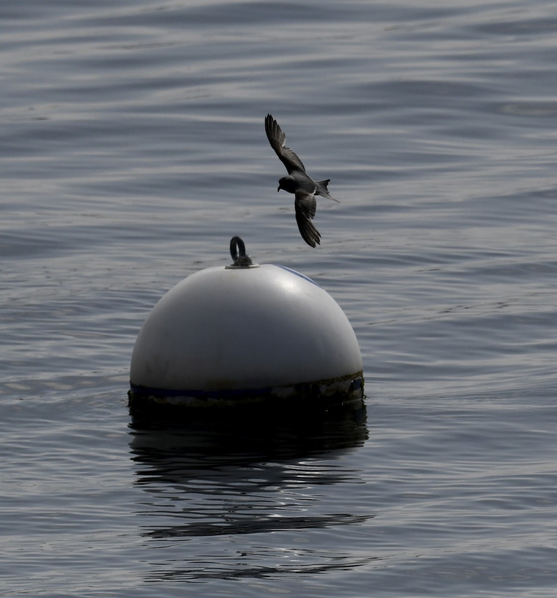 Fork-tailed Storm-Petrel - Cooper Scollan