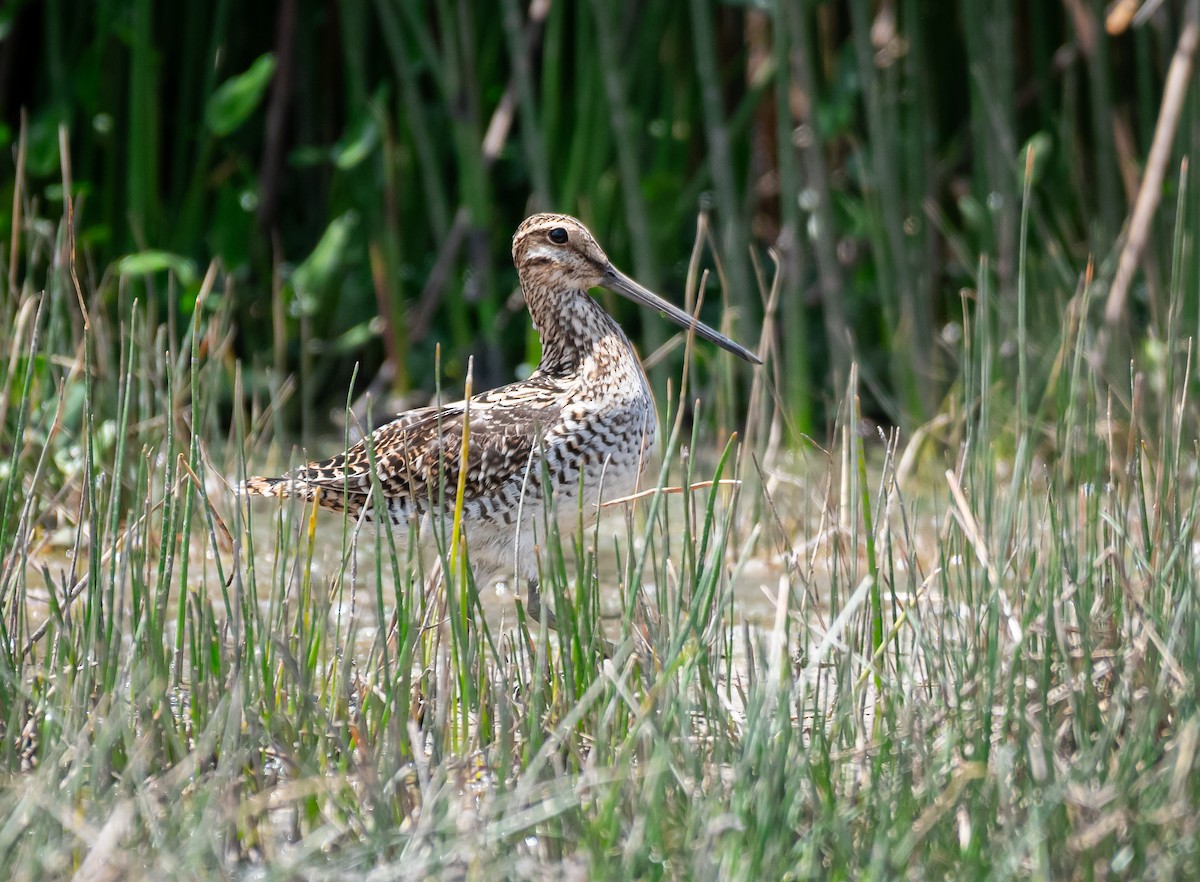 Wilson's Snipe - Daniel Mérida