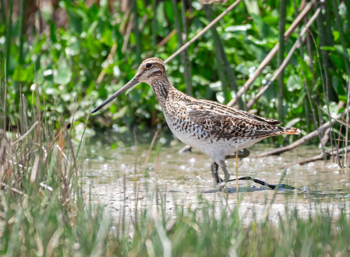 Wilson's Snipe - Daniel Mérida