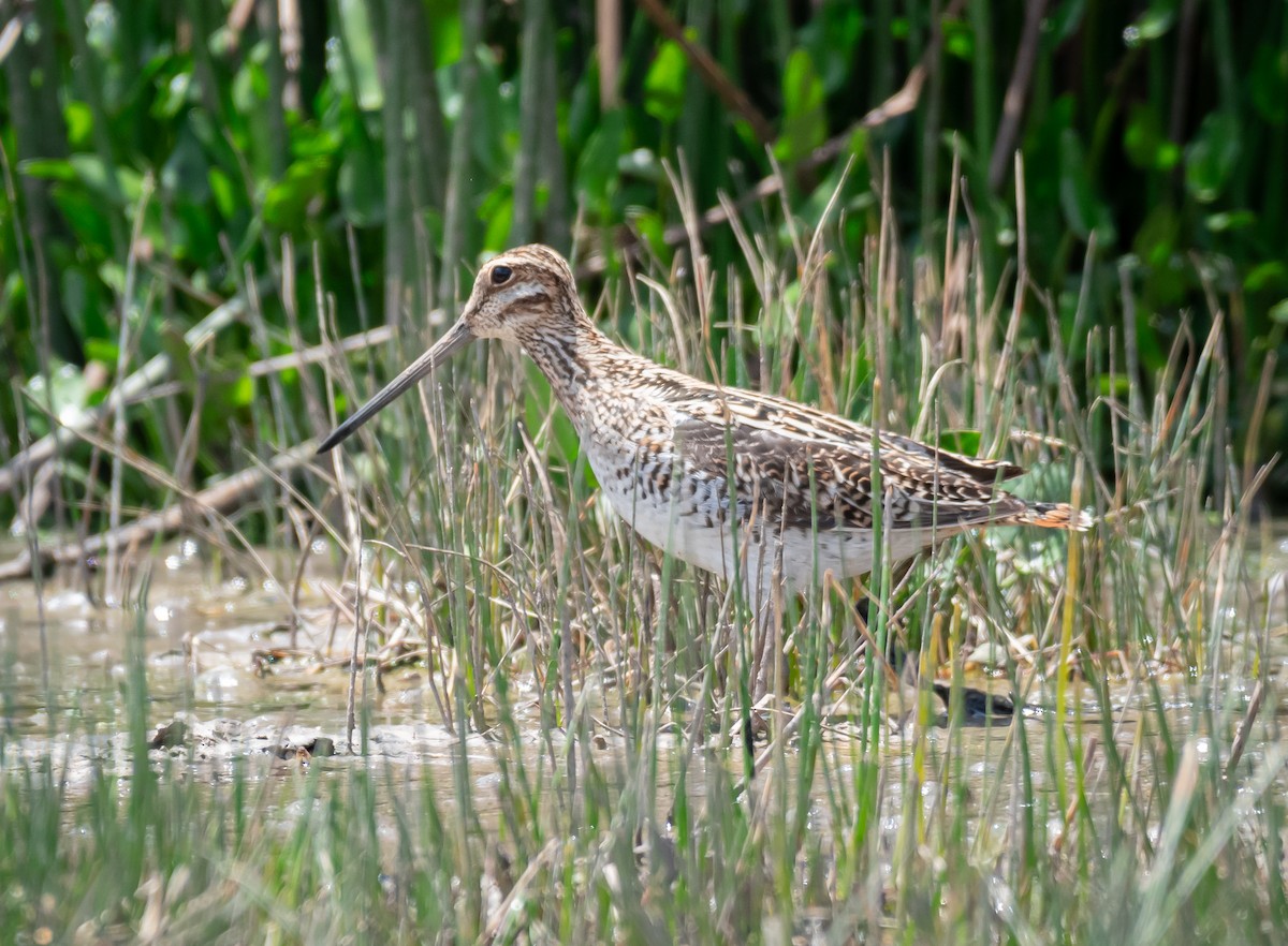 Wilson's Snipe - Daniel Mérida