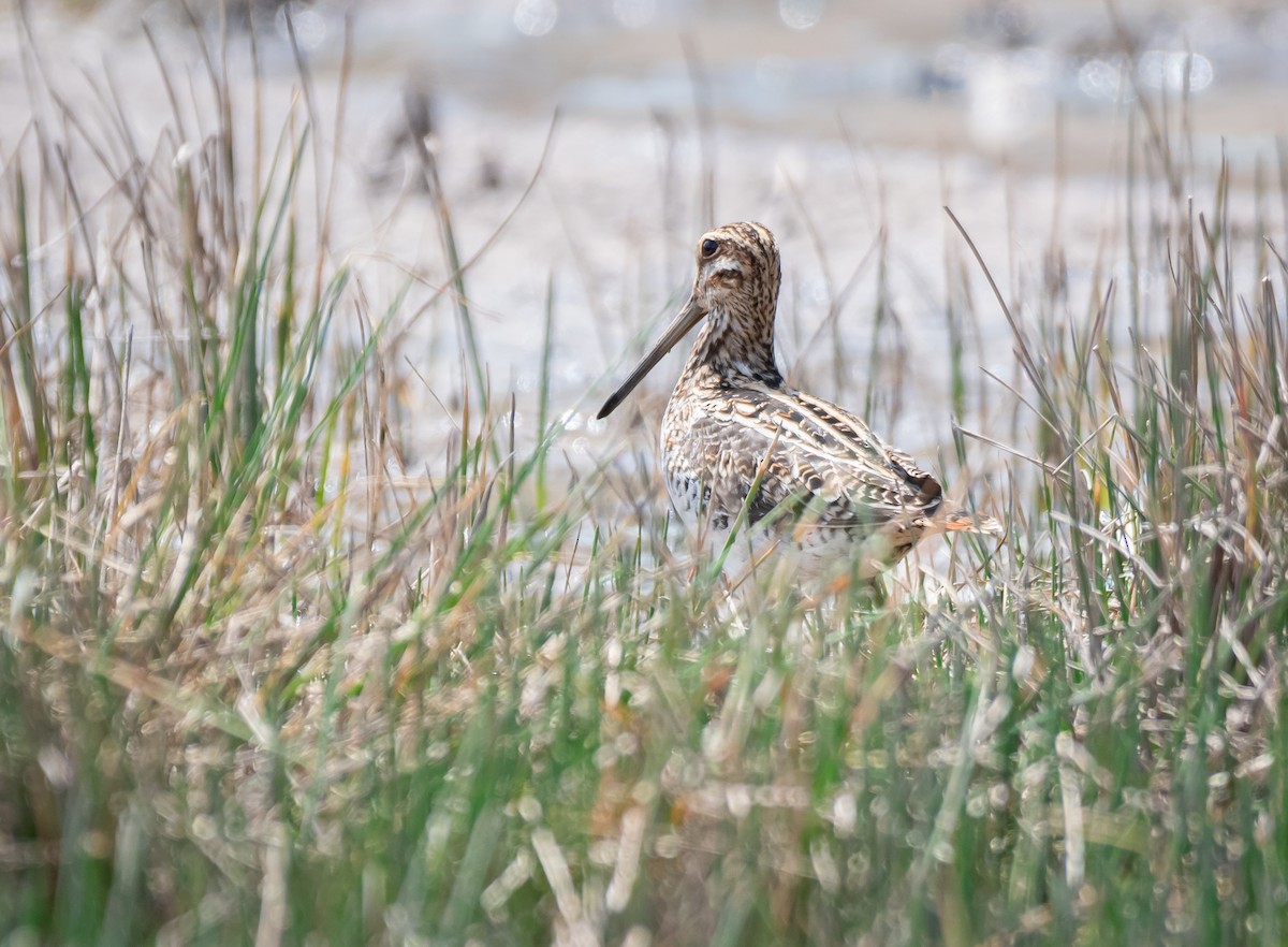 Wilson's Snipe - Daniel Mérida