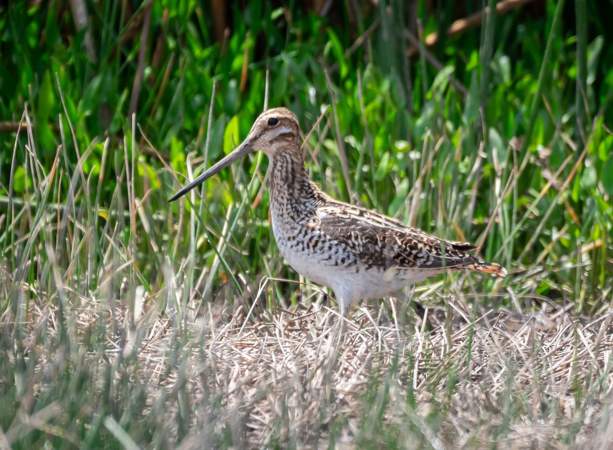 Wilson's Snipe - Daniel Mérida