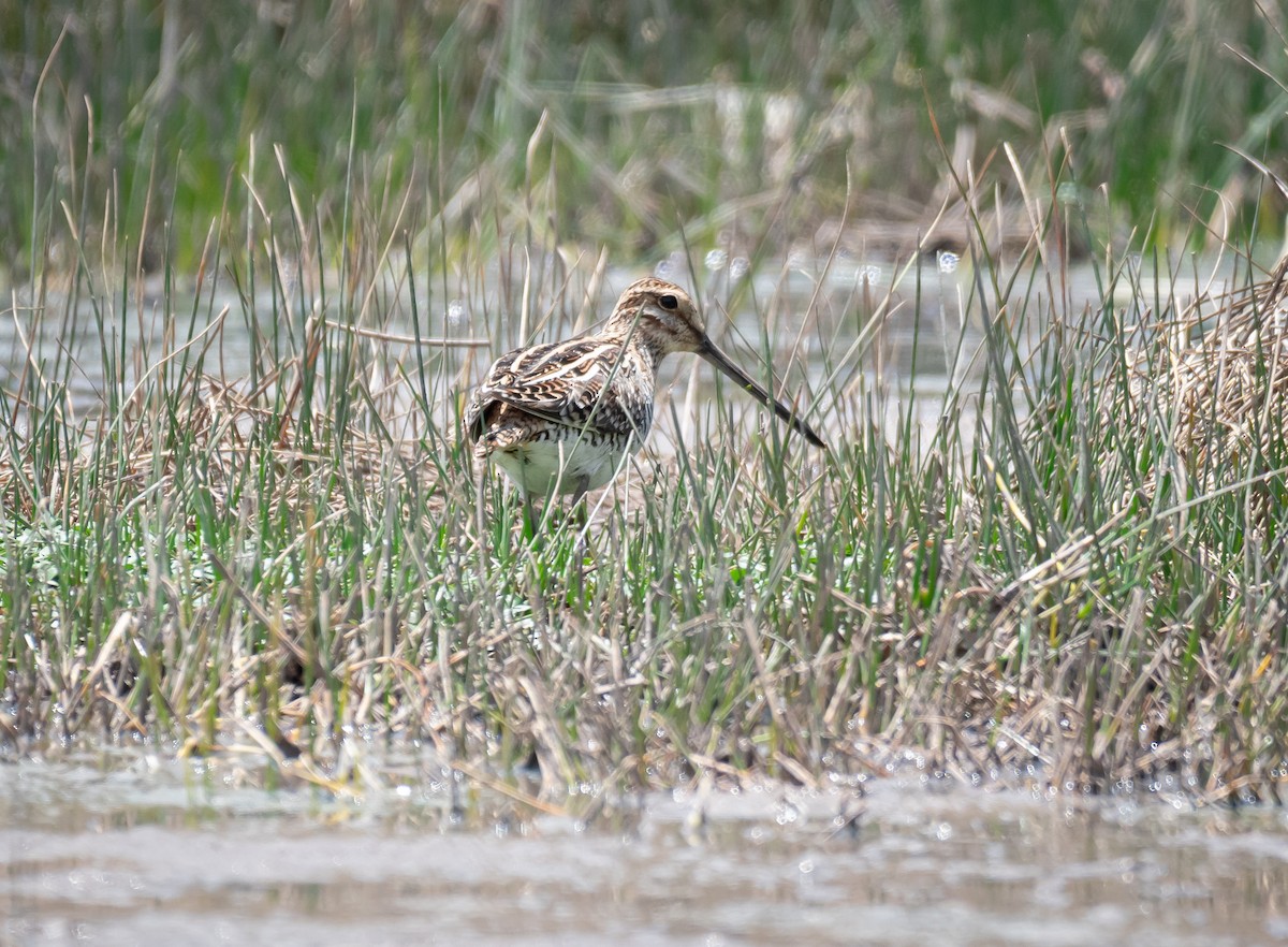 Wilson's Snipe - Daniel Mérida