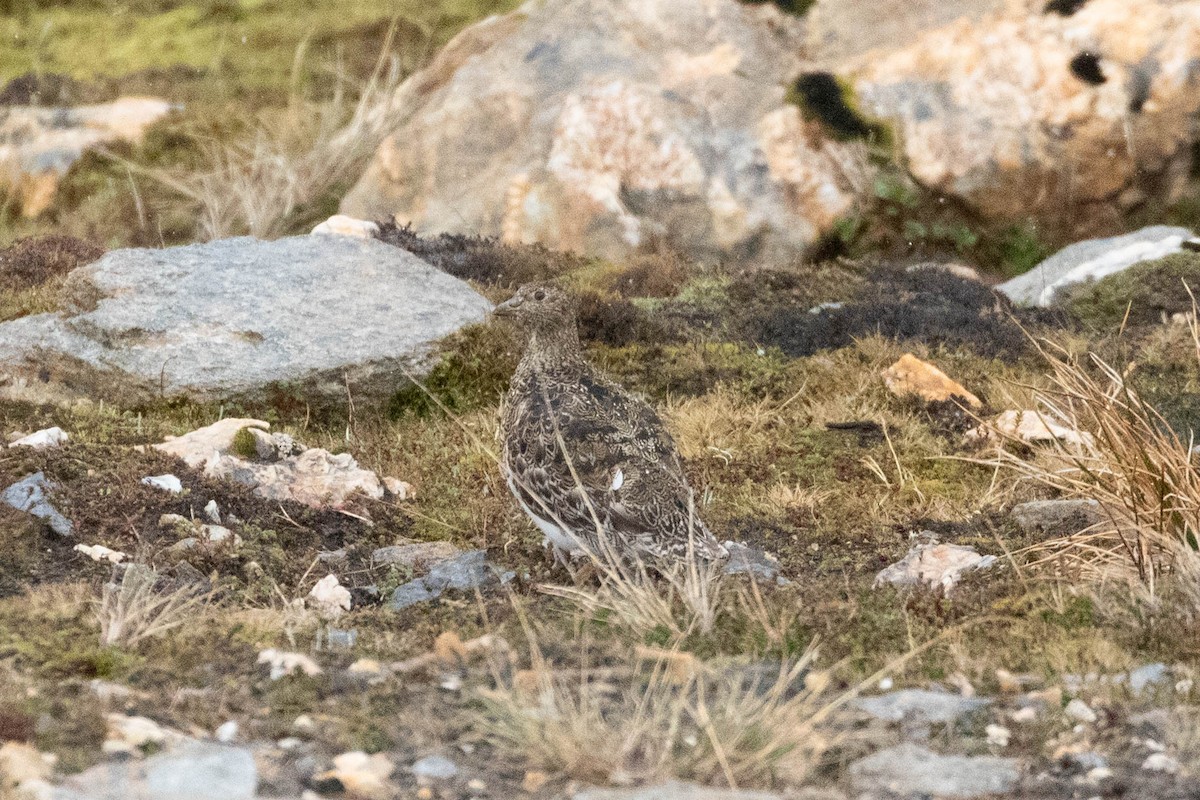 White-bellied Seedsnipe - ML619629832