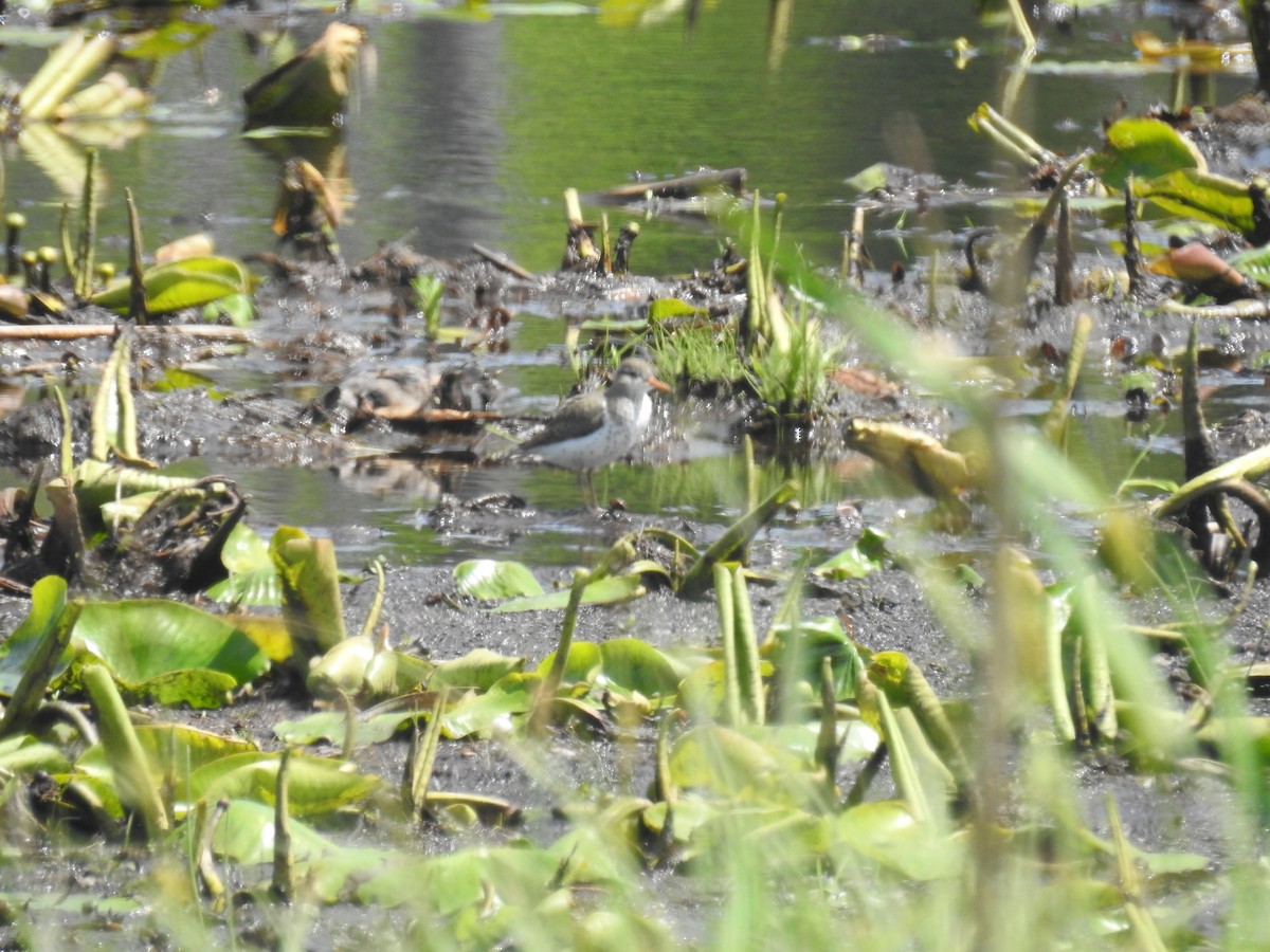 Spotted Sandpiper - Tom Dibblee