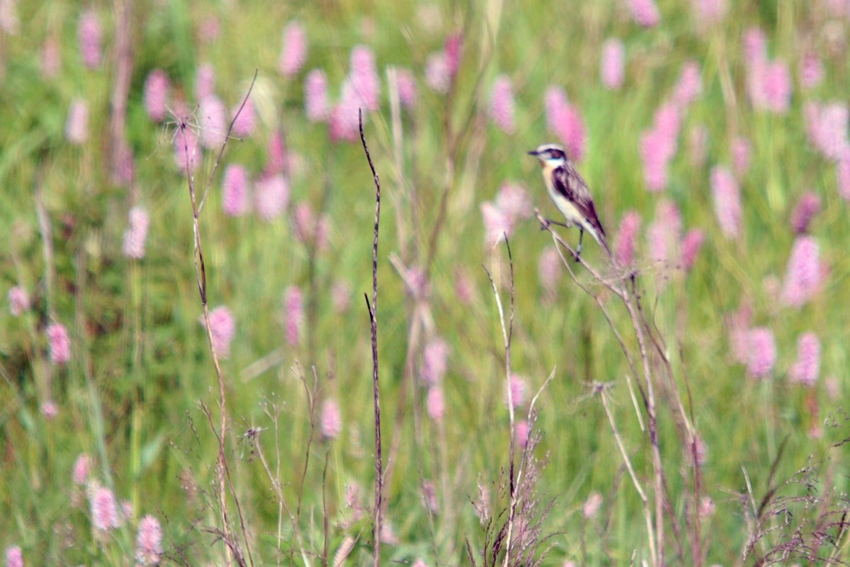 Whinchat - Pavel Babinec