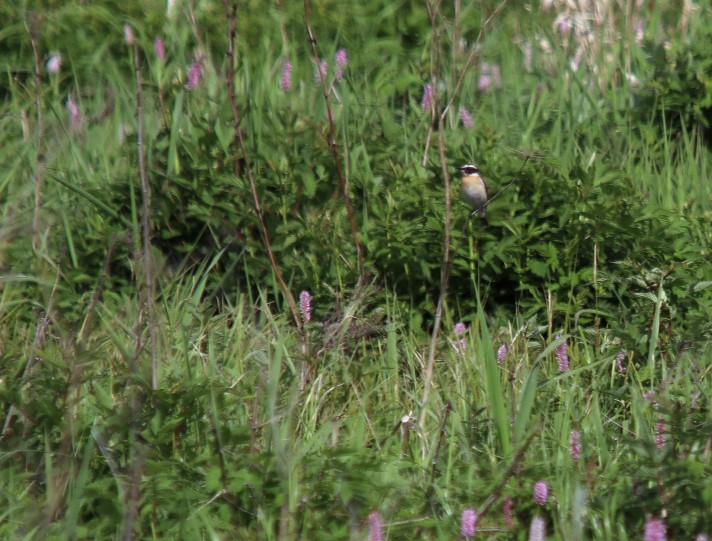 Whinchat - Pavel Babinec