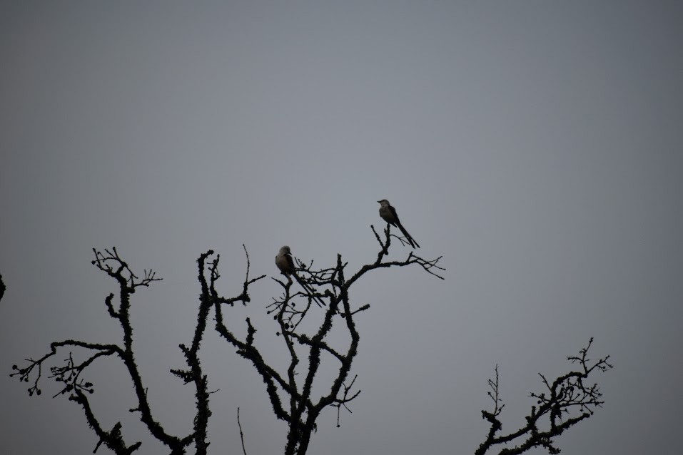 Scissor-tailed Flycatcher - Thomas Von Buettner