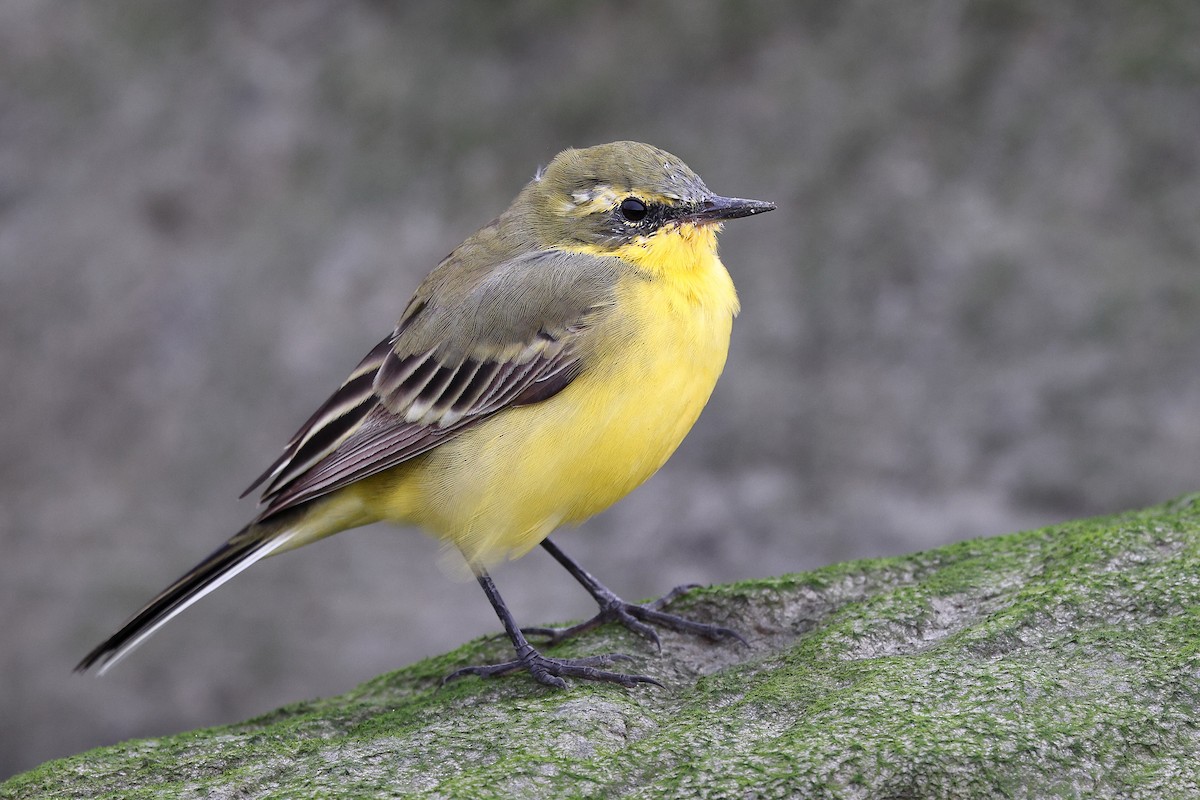 Eastern Yellow Wagtail (Green-headed) - ML619629842