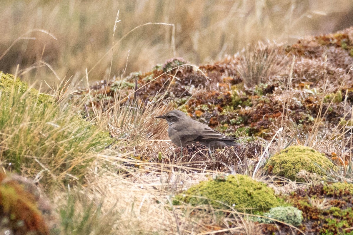 Buff-winged Cinclodes - Denis Corbeil