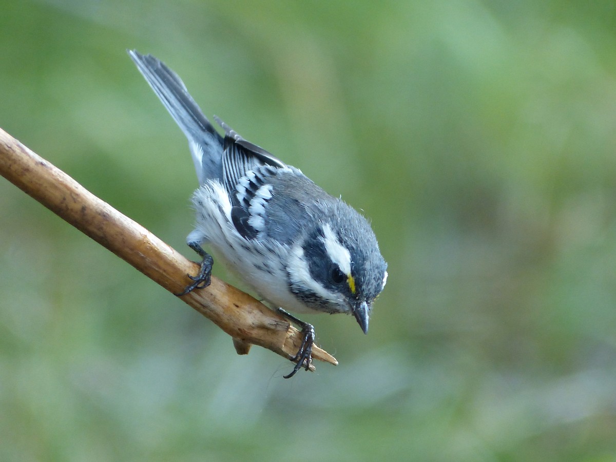 Black-throated Gray Warbler - mark lundgren