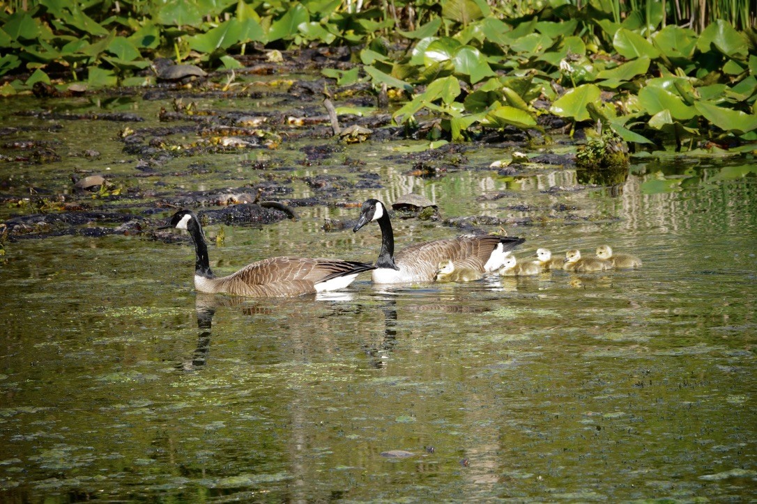 Canada Goose - Anonymous