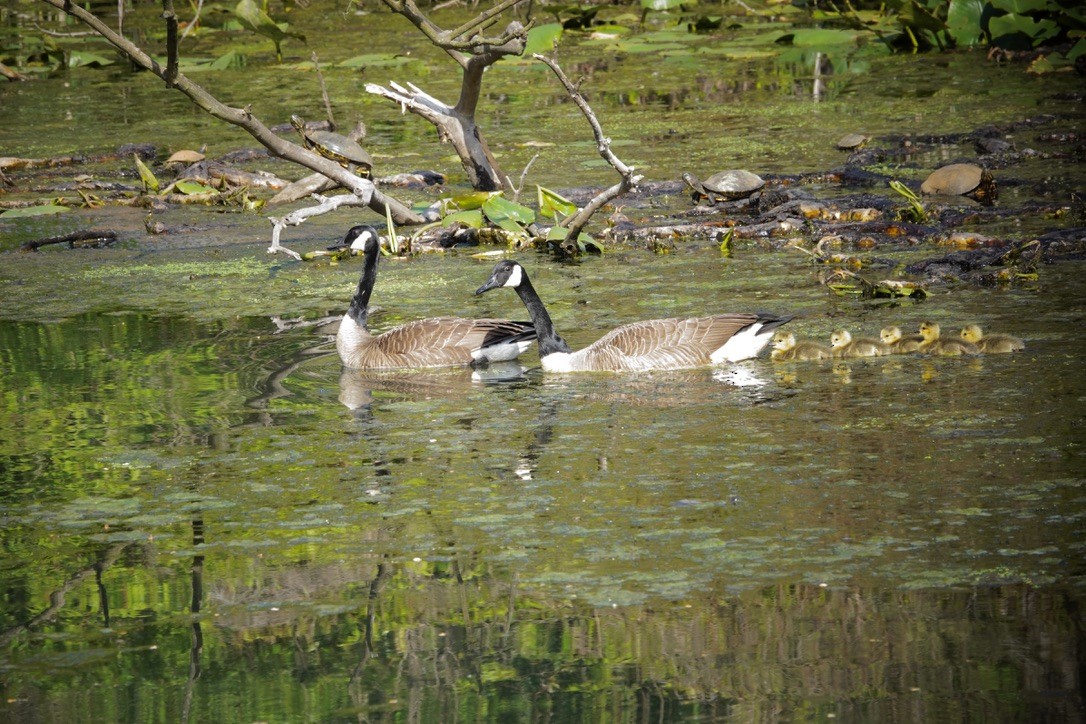 Canada Goose - Anonymous