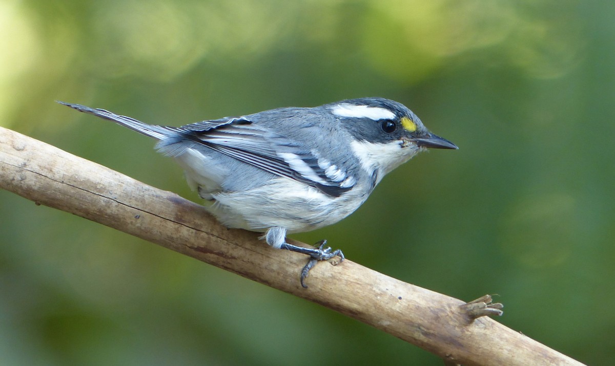 Black-throated Gray Warbler - mark lundgren