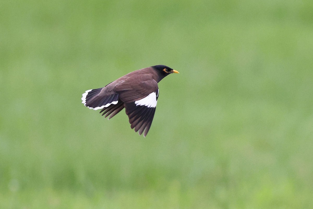 Common Myna - Sam Zhang