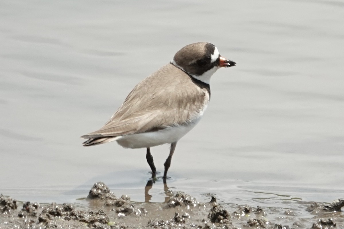Semipalmated Plover - gretchen buxton