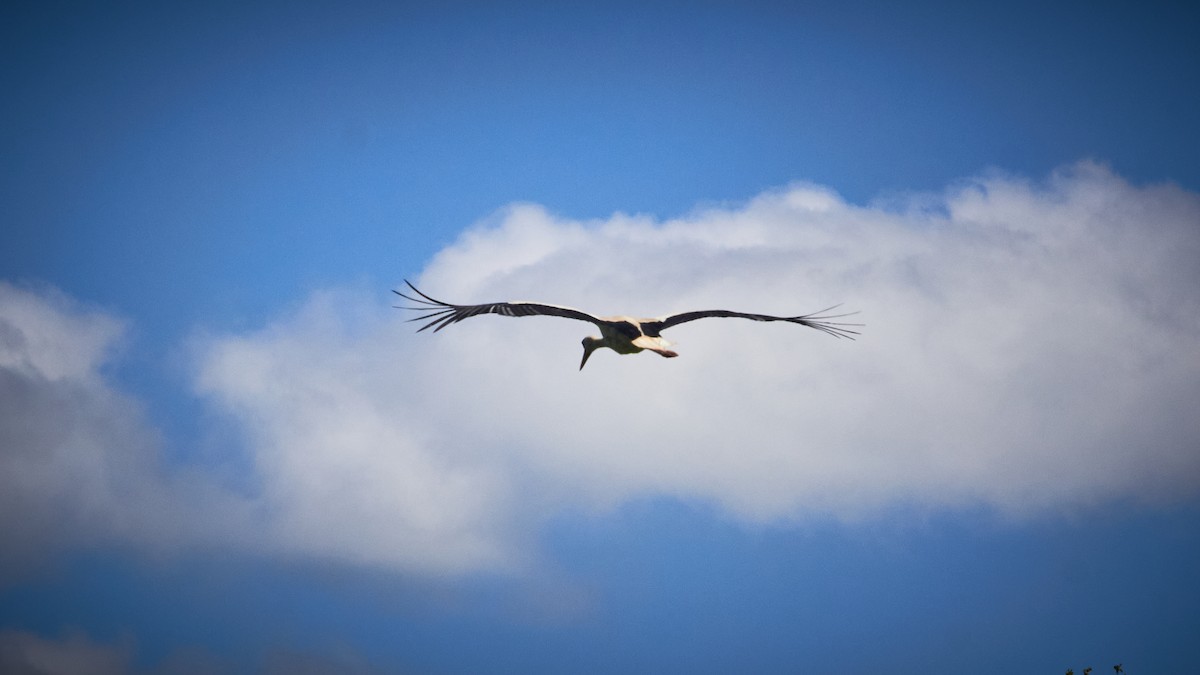 White Stork - Marcin Filinger