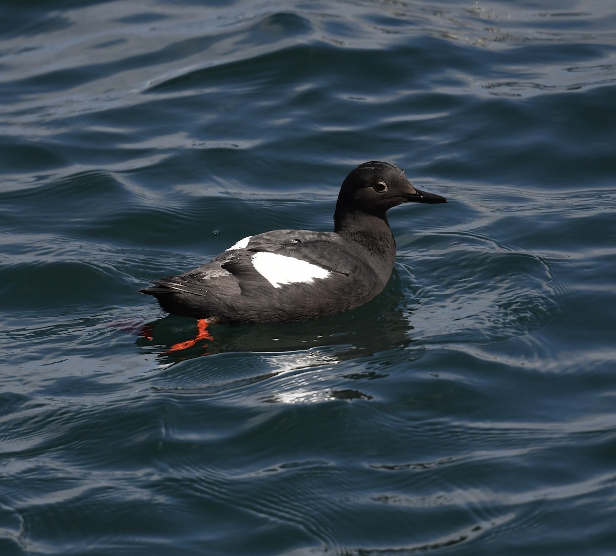 Pigeon Guillemot - ML619629878