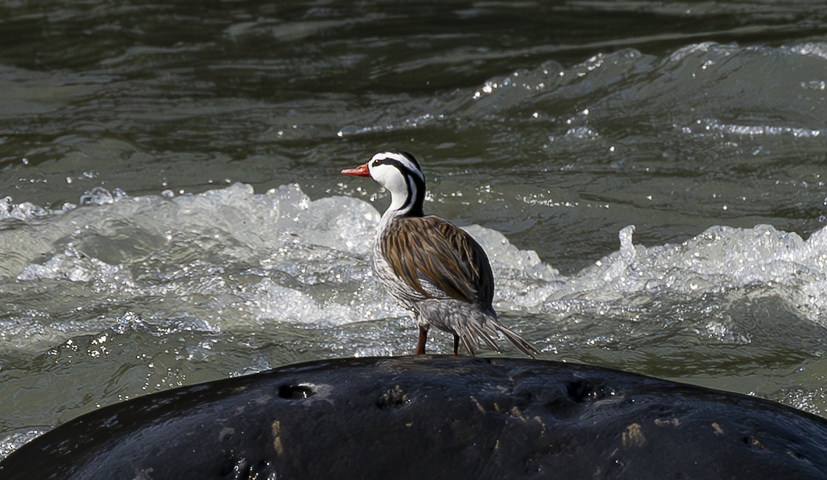 Torrent Duck - ML619629883