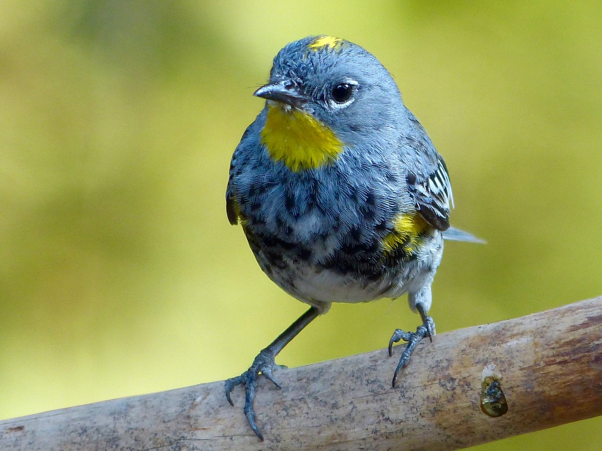 Yellow-rumped Warbler - mark lundgren