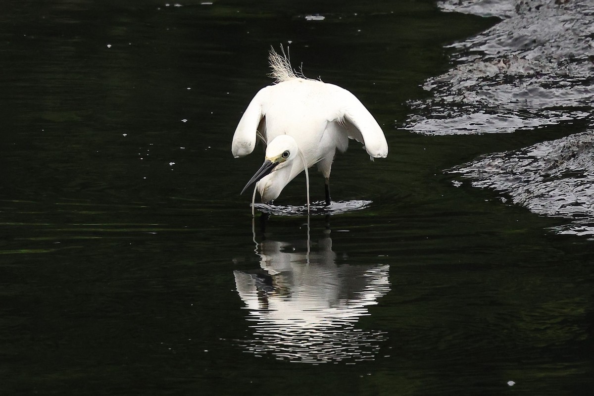 Little Egret (Western) - Sam Zhang