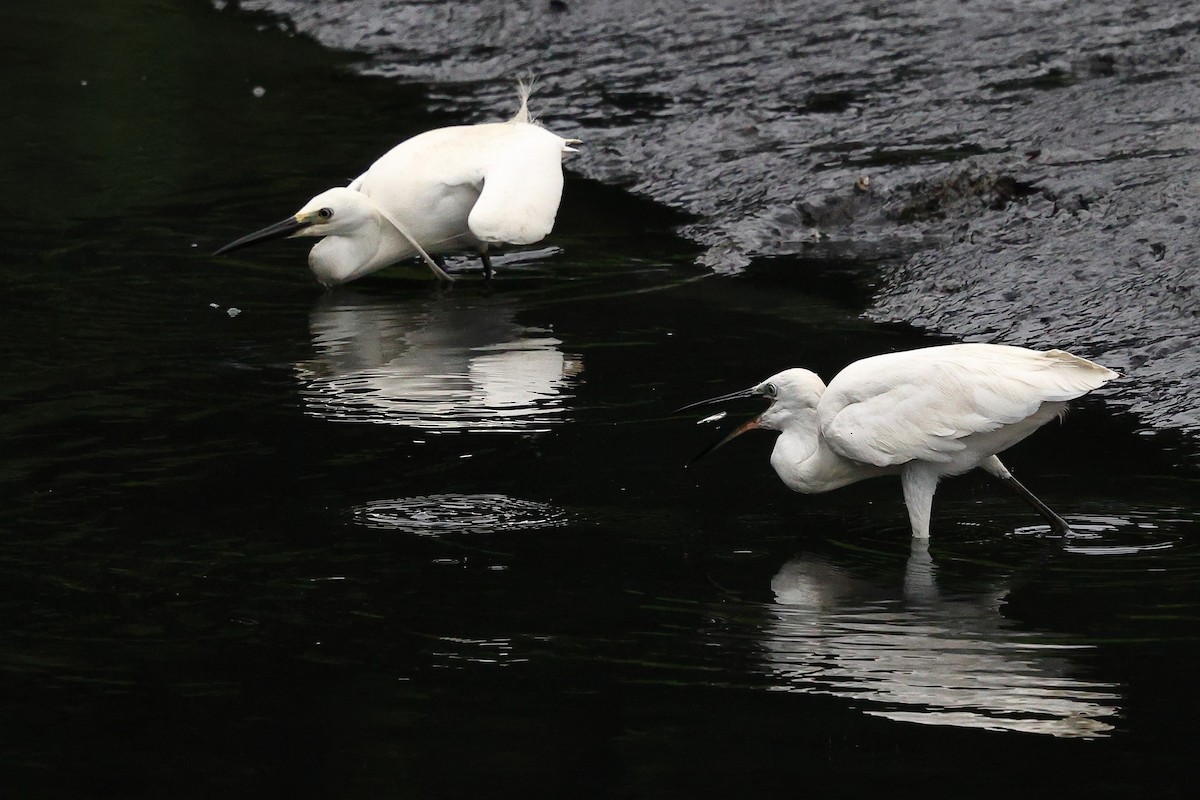 Little Egret (Western) - Sam Zhang