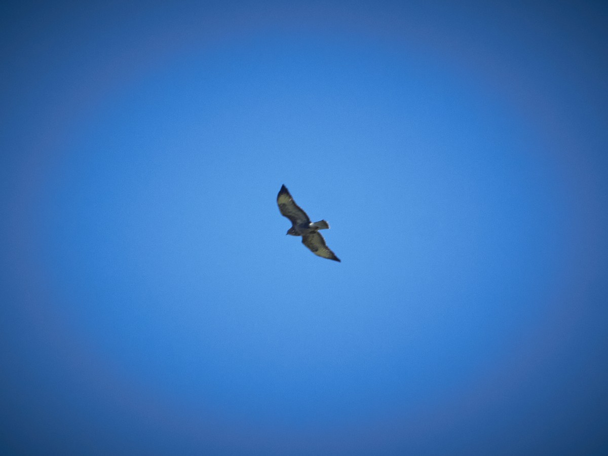 Common Buzzard (Western) - Marcin Filinger