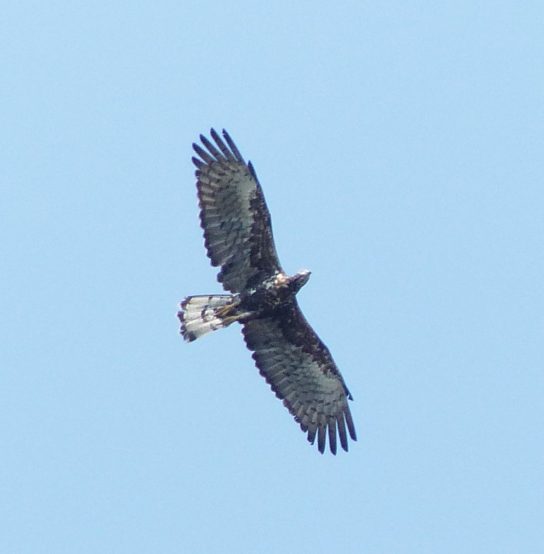 Oriental Honey-buzzard - ML619629909