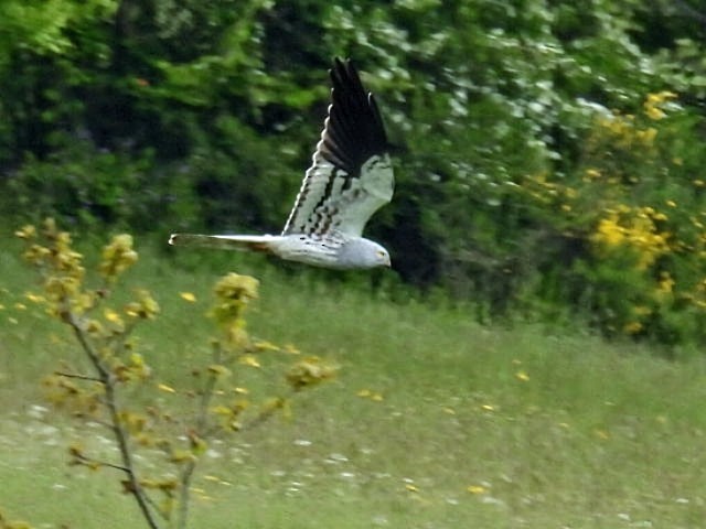 Montagu's Harrier - Manuel Hermosilla