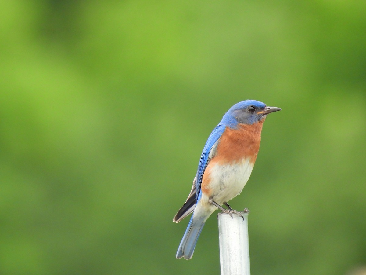 Eastern Bluebird - Fannie Courtier