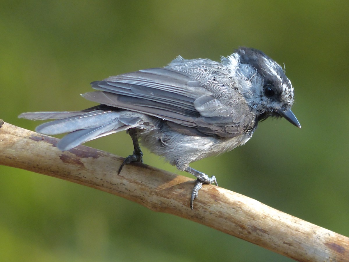 Mountain Chickadee - mark lundgren