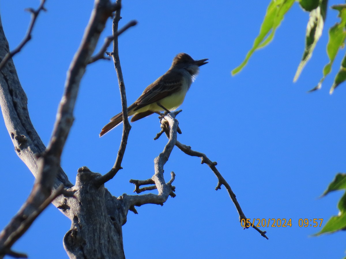 Brown-crested Flycatcher - Andy Harrison