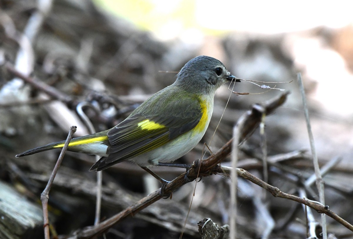 American Redstart - Stéphane Barrette