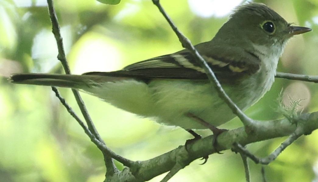 Acadian Flycatcher - Connie yarbrough