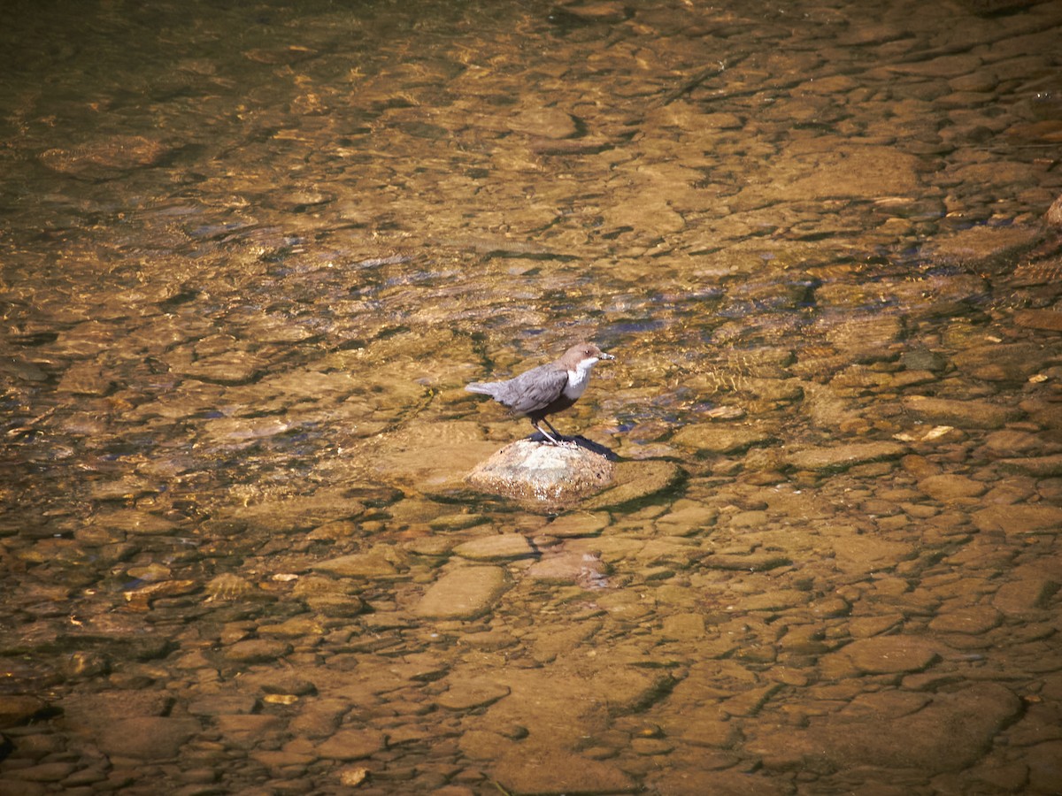 White-throated Dipper - Marcin Filinger