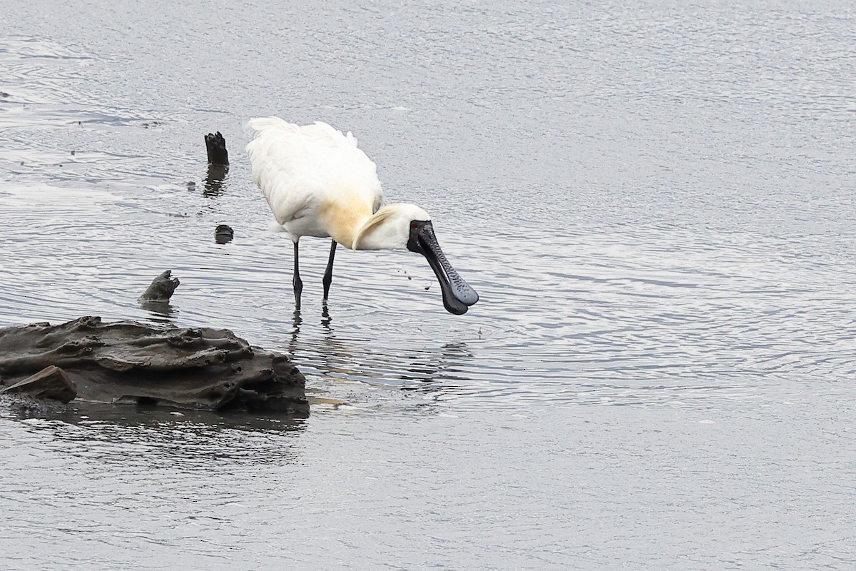 Black-faced Spoonbill - Sam Zhang